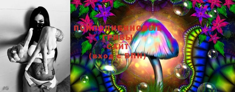 ссылка на мегу как войти  Волгоград  Псилоцибиновые грибы Psilocybe  где найти  